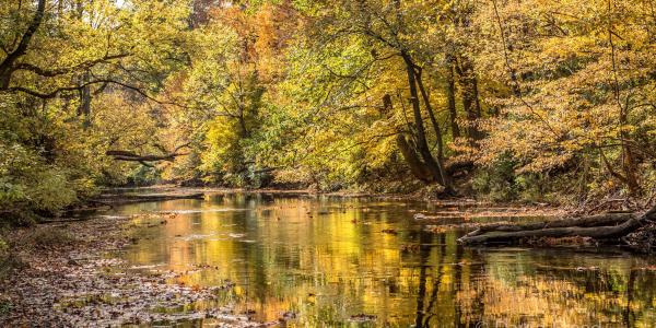 Wissahickon Fall, photo credit David Freed 