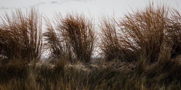 Poplar Island in Talbot County, Md. Switch grass growing along dyke surrounding restored wetland cell on Poplar Island