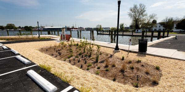 Rain garden