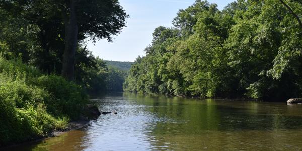 Forest and River in National Park