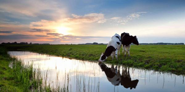 Cows in a field with water