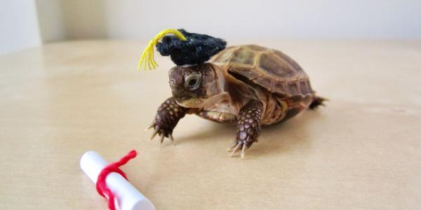 Kirby the turtle with a graduation cap and scroll