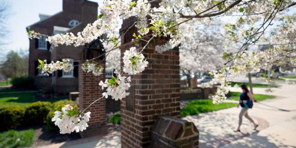 1920 Gateway with cherry blossoms on a spring day