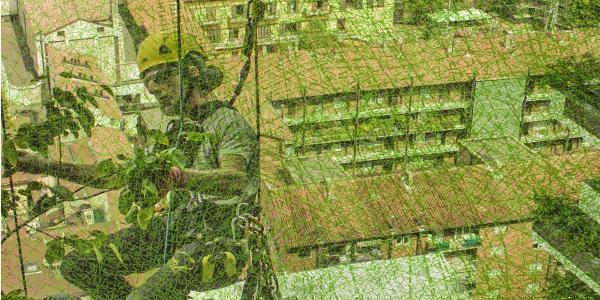 Bird eye view of greenery between buildings and a man tending to the greenery.