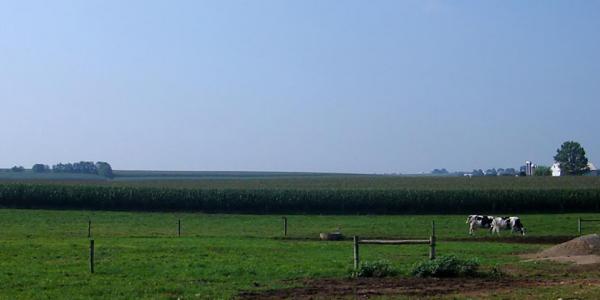 cows in a farm field