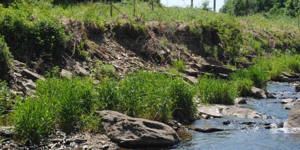 A stream in Delaware