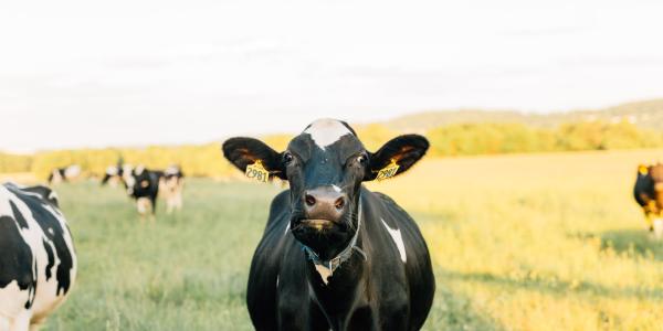 Dairy cows in a field in Lancaster, PA