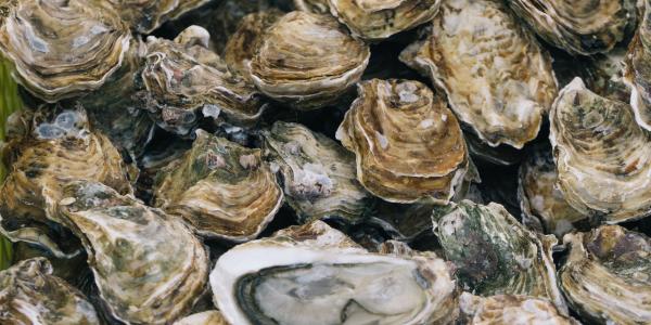 Closeup of oysters in their shells