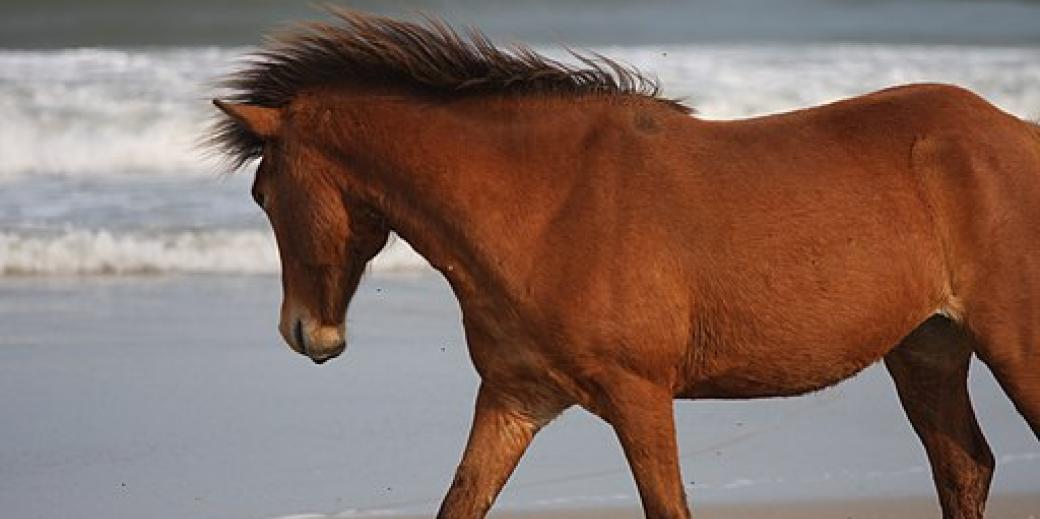 Assateague Pony