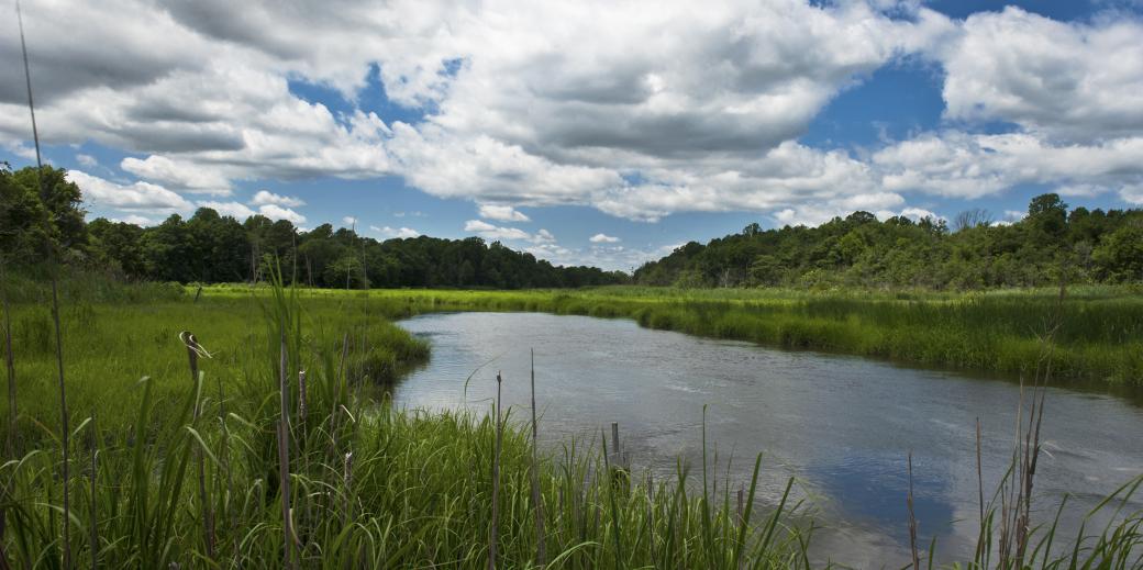 Pam Aquilani, Mispillion River Tributary