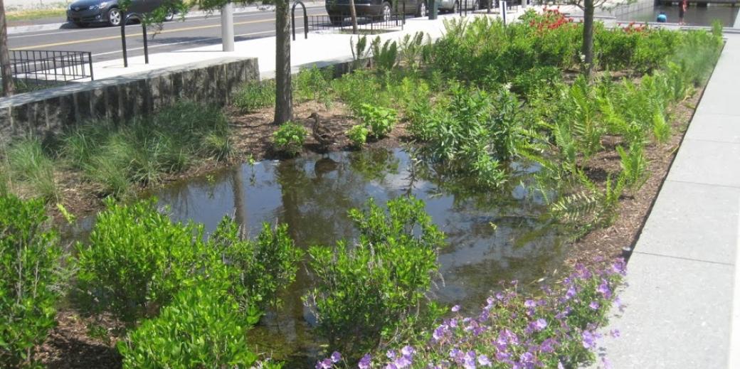 Rain garden