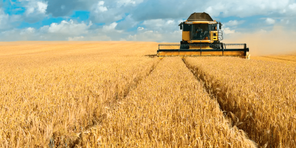 field of wheat