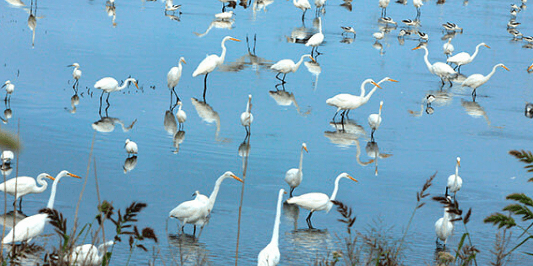 Partnership for the Delaware Estuary Financing Feasibility Study: Final Report