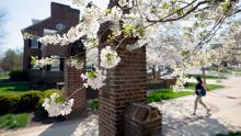 1920 Gateway with cherry blossoms on a spring day