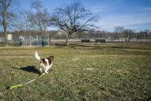 Dog running in the park