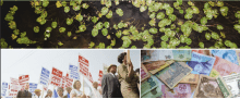 Collage of leaves, people holding signs and money