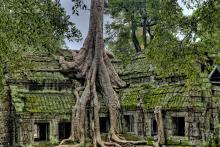 A tree growing over abandoned houses in a forest