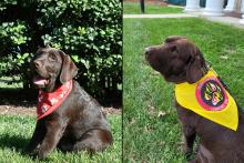 Collage of Teddy the Terp Puppy