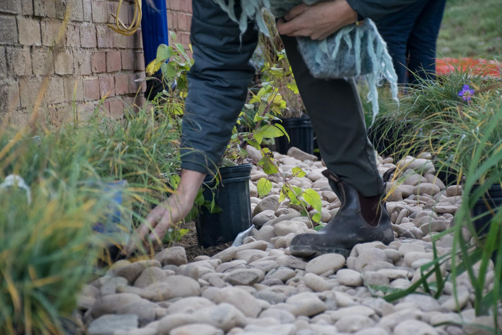 Closeup of hand touching rocks at the Lightscape Rain Garden