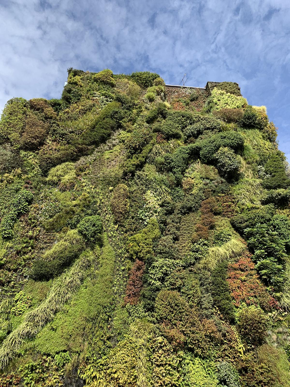 A green wall in Madrid, Spain. Image by Madlen Simon.