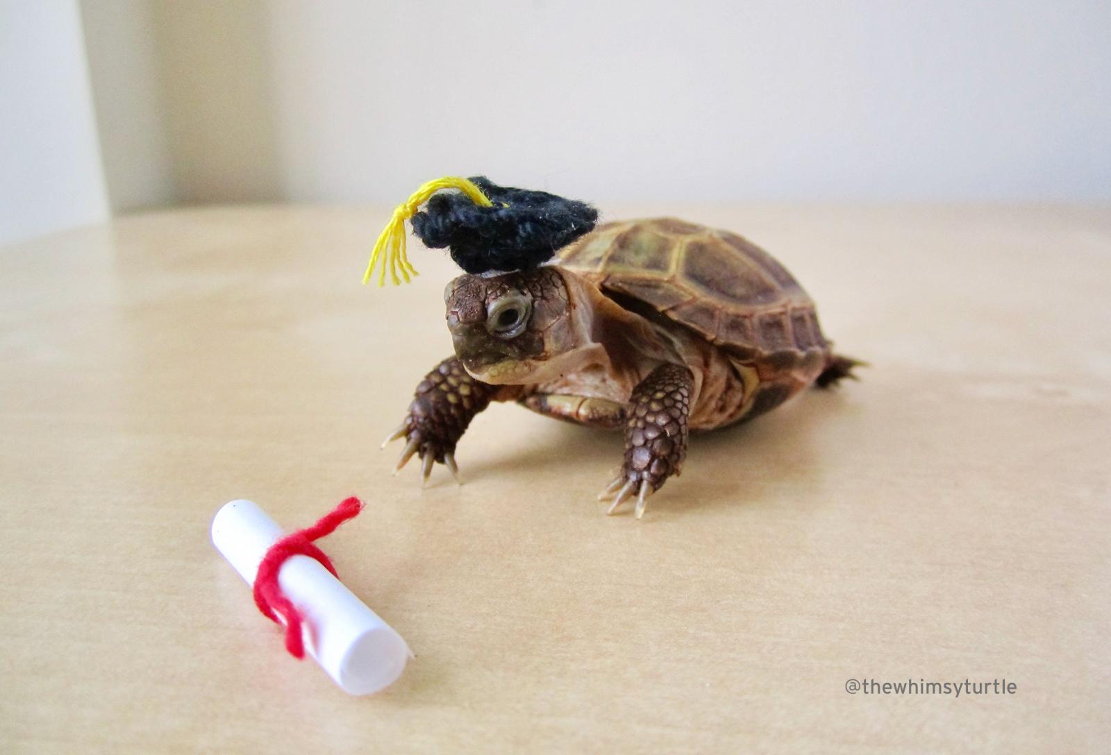 Baby turtle with a crochet graduation cap and scroll. 