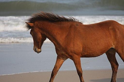 Assateague Pony