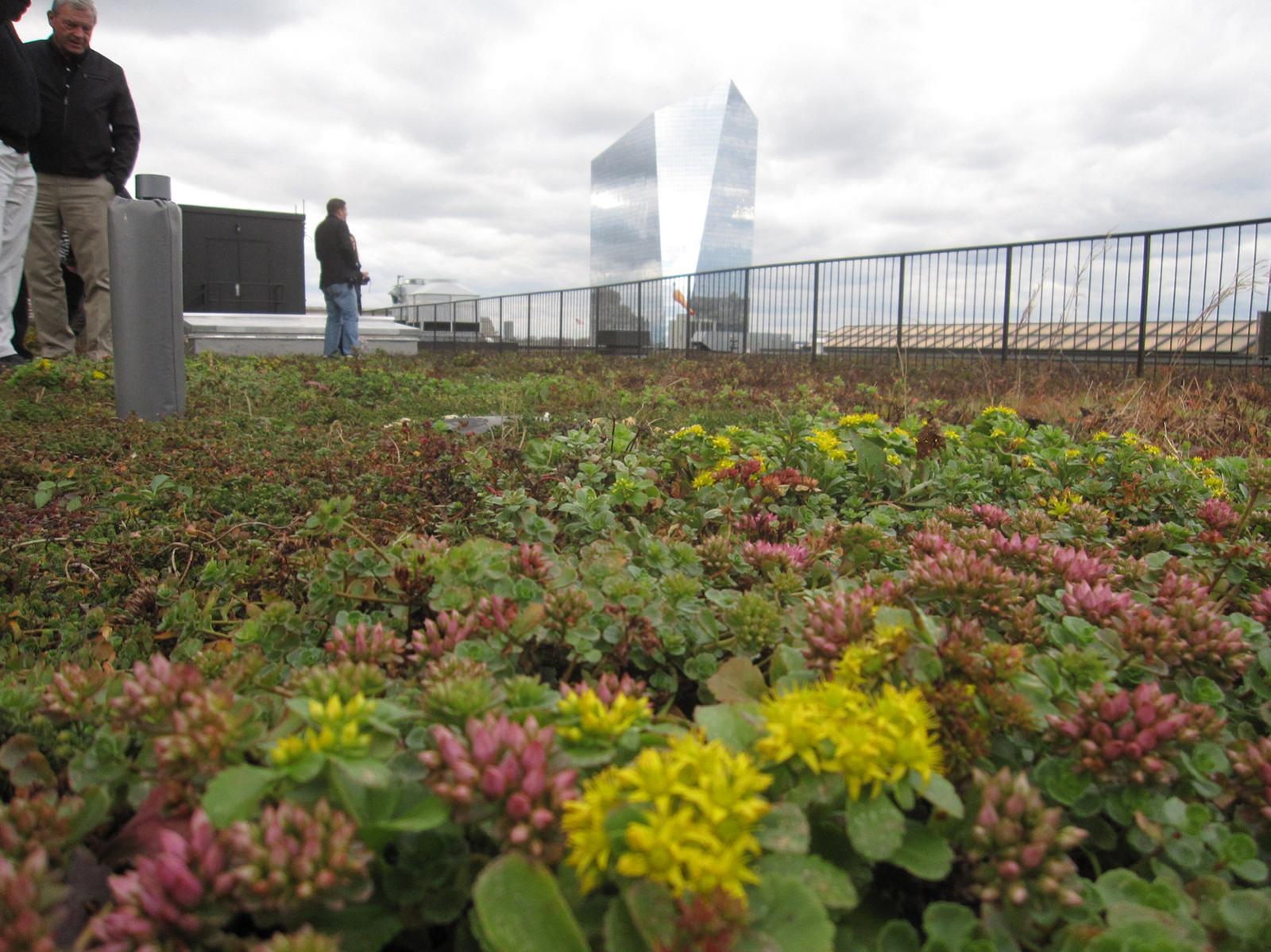 Green roof