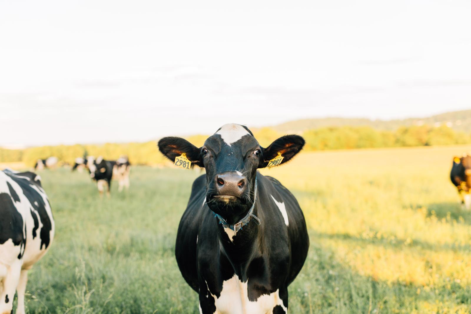 Cows on farm