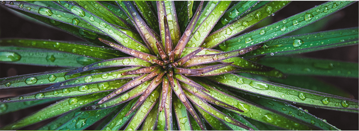 Drops on a green plant