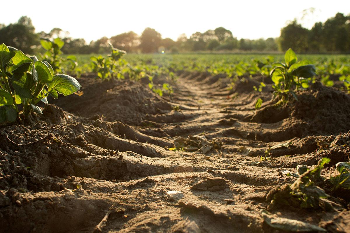 Soil and green crops